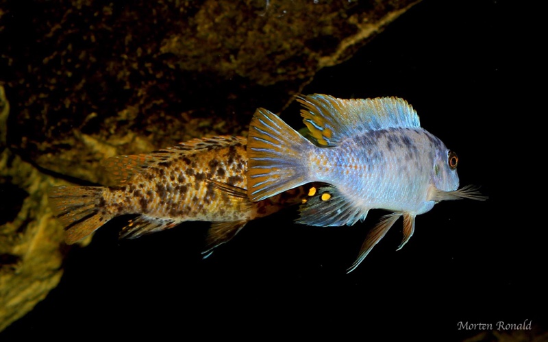 Labeotropheus fuelleborni 'Namalenje Island'